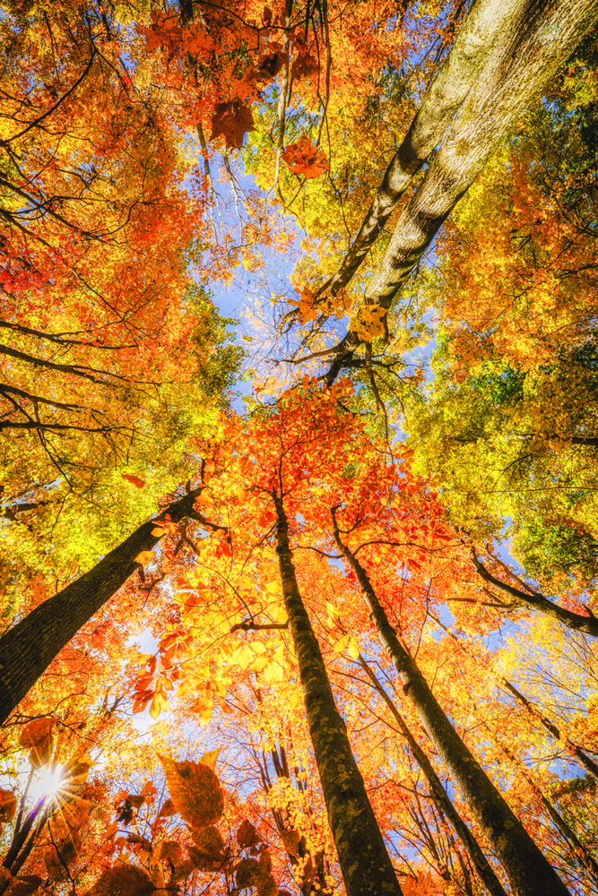Fall-Sunbursts-001-AlexKent_WEB.jpg