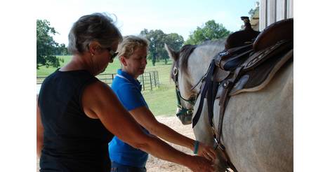 NEW Equine Courses Offered This Fall at EACC (08/10/2016) News